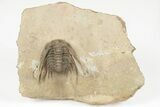 Spiny Leonaspis Trilobite - Foum Zguid, Morocco #204491-1